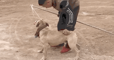 热闻|母女公园散步遭四条大型犬撕咬！家属：狗主人以没钱为由，至今未露面，治疗费用也未偿清