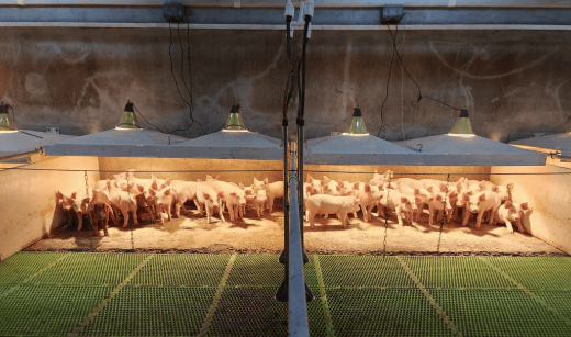 猪价持续“探底”,拐点何时到来?