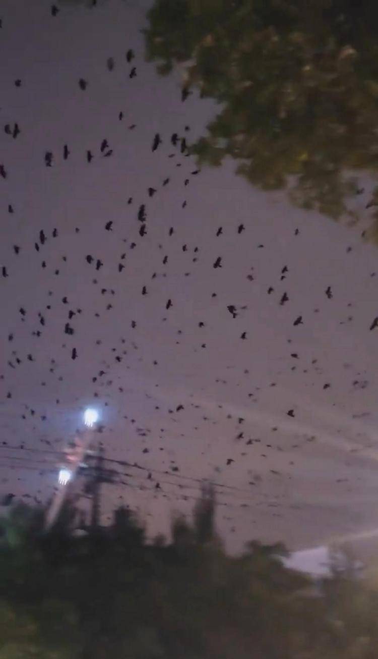 河北等多地天空现密集鸟群，网友担心是灾害预兆，当地称未收到相关预警，专家解读