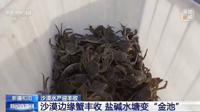 沙漠边缘养螃蟹 新疆如何做到“海鲜”大丰收？
